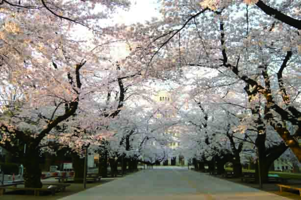 blossoms_2012.jpg